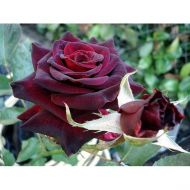 Роза чайно-гибридная Блек Баккара в контейнере